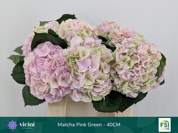Hydr M My Matcha Cl 40cm 15Ø