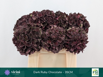 Hydrangea Ruby Red Classic 35cm 14Ø