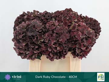 Hydrangea Ruby Red Classic 40cm 16Ø