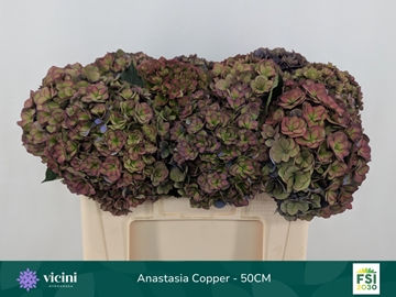 Hydrangea Royal Anastasia Classic 50cm 18Ø