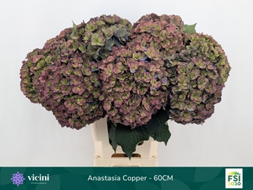 Hydrangea Royal Anastasia Classic 60cm 20Ø