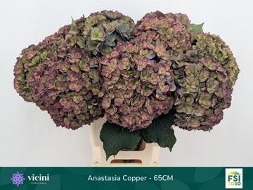 Hydrangea Royal Anastasia Classic 60cm 21Ø