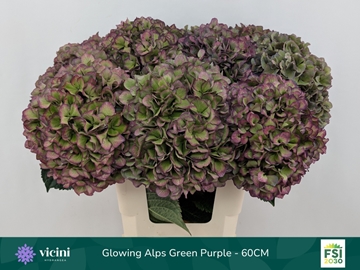 Hydrangea Glowing Alps Classic Purple 60cm 20Ø