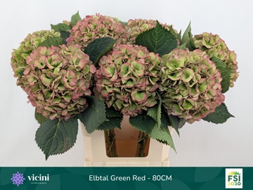 Hydrangea Elbtal Classic Pink 80cm 22Ø