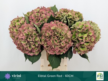 Hydrangea Elbtal Classic Pink 60cm 20Ø