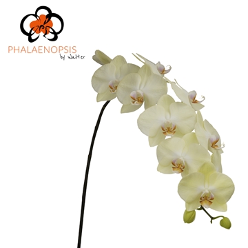 Phalaenopsis Rising Sun 80cm 9/12bl