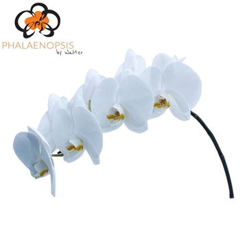 Phalaenopsis Maliha 65cm 8/10bl