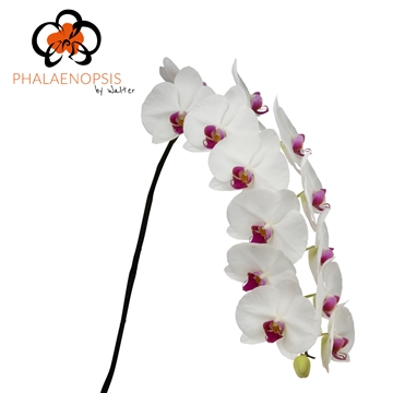 Phal Ruby Kiss 80cm 9/12bl