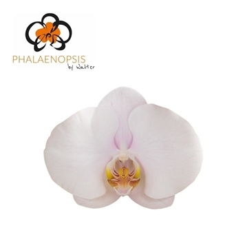 Phalaenopsis Alpha 65cm 8/10bl