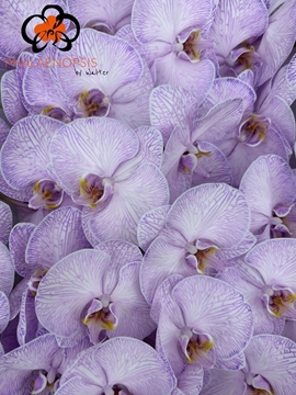 Phalaenopsis White 80cm 9/12bl