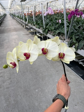 Phalaenopsis White 80cm 9/12bl