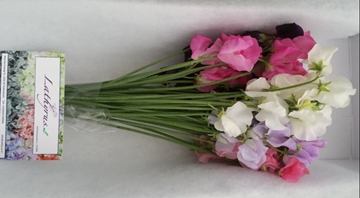 Lathyrus Mixed 35cm
