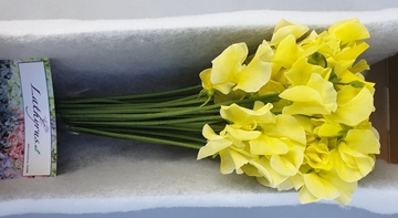 Lathyr Parfum Klb H% 35cm