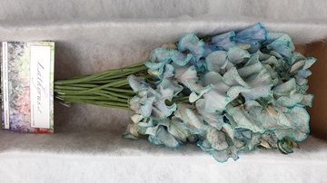 Lathyr Parfum Klb H% 35cm