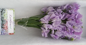 Lathyrus Suns Laven 35cm