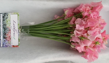 Lathyrus Sunsh Pink 35cm