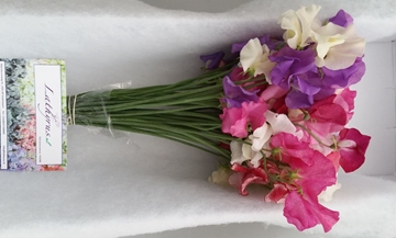 Lathyr Parfum Gem Bs 35cm