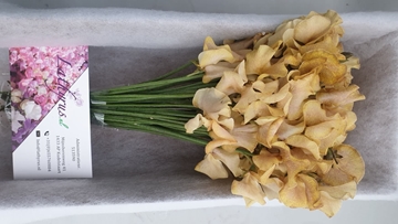 Lathyr Parfum Klb H% 35cm