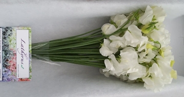 Lathyrus Suns White 35cm