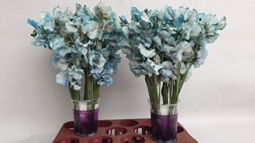 Lathyr Parfum Klb H% 35cm