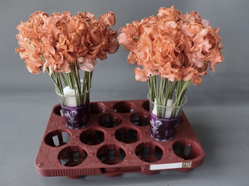 Lathyr Parfum Klb H% 35cm