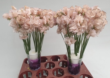 Lathyr Parfum Klb H% 35cm