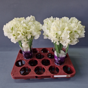 Lathyr Parfum Klb H% 35cm