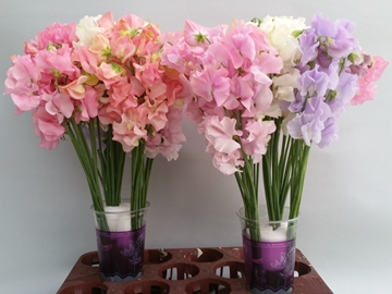 Lathyrus Mixed 35cm
