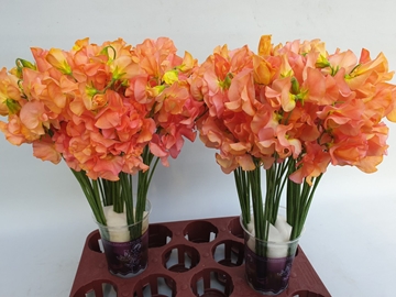 Lathyr Parfum Klb H% 35cm