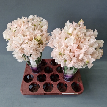 Lathyr Parfum Klb H% 35cm