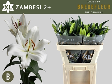 Lilium Ot Zambesi 70cm 2/4bl