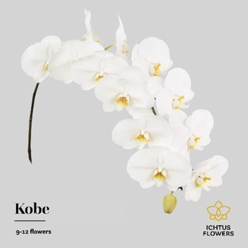 Phalaenopsis Kobe Per Stem 75cm 9/12bl