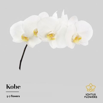 Phalaenopsis Kobe Per Stem 40cm 5/7bl