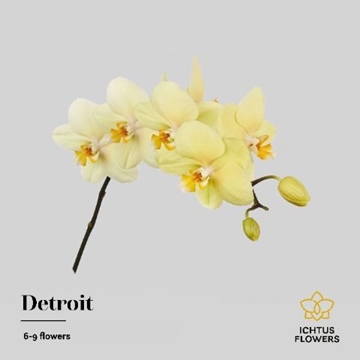 Phalaenopsis Detroit Per Stem 45cm 8/10bl