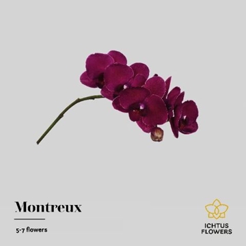 Phalaenopsis Montreux 35cm 5/7bl