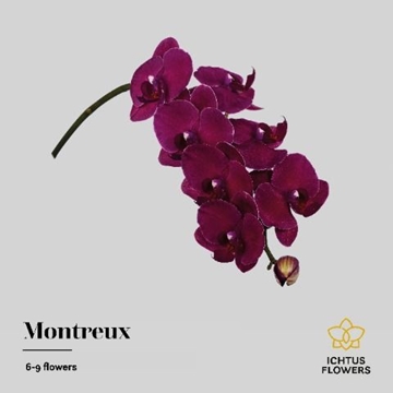 Phalaenopsis Montreux 45cm 8/10bl