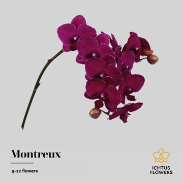 Phalaenopsis Montreux 66cm 9/12bl