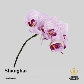 Phalaenopsis Shanghai 45cm 8/10bl