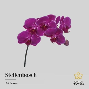 Phalaenopsis Stellenbosch 45cm 8/10bl