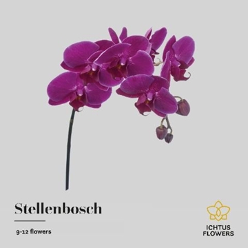 Phalaenopsis Stellenbosch 65cm 9/12bl