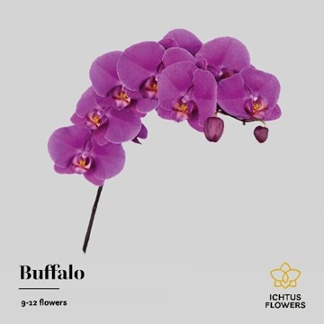 Phalaenopsis Buffalo 75cm 9/12bl
