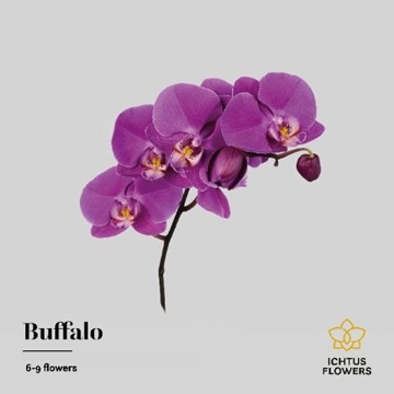 Phalaenopsis Buffalo 55cm 8/10bl