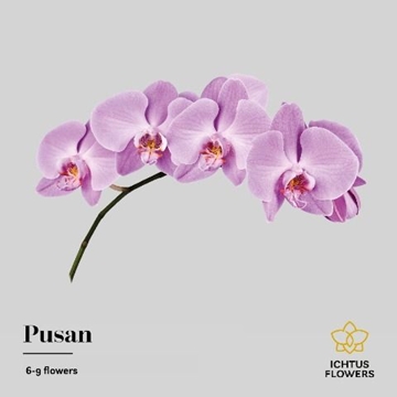 Phalaenopsis Anthura Pusan 55cm 8/10bl