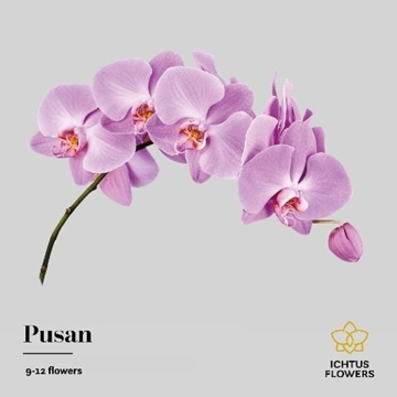Phalaenopsis Anthura Pusan 75cm 9/12bl