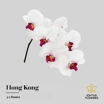 Phalaenopsis Red Lips 40cm 5/7bl