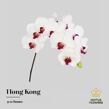 Phalaenopsis Red Lips 75cm 9/12bl