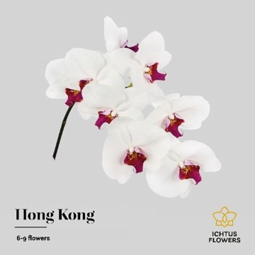 Phalaenopsis Red Lips 55cm 8/10bl