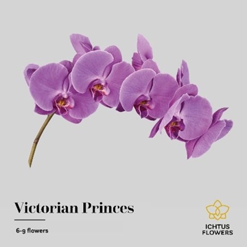 Phalaenopsis Victorian Princess 55cm 8/10bl