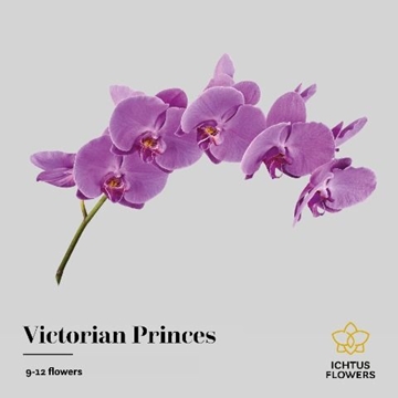 Phalaenopsis Victorian Princess 75cm 9/12bl