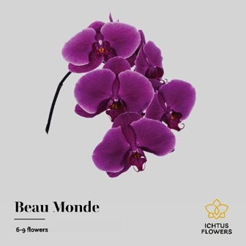Phalaenopsis Beau Monde 55cm 8/10bl